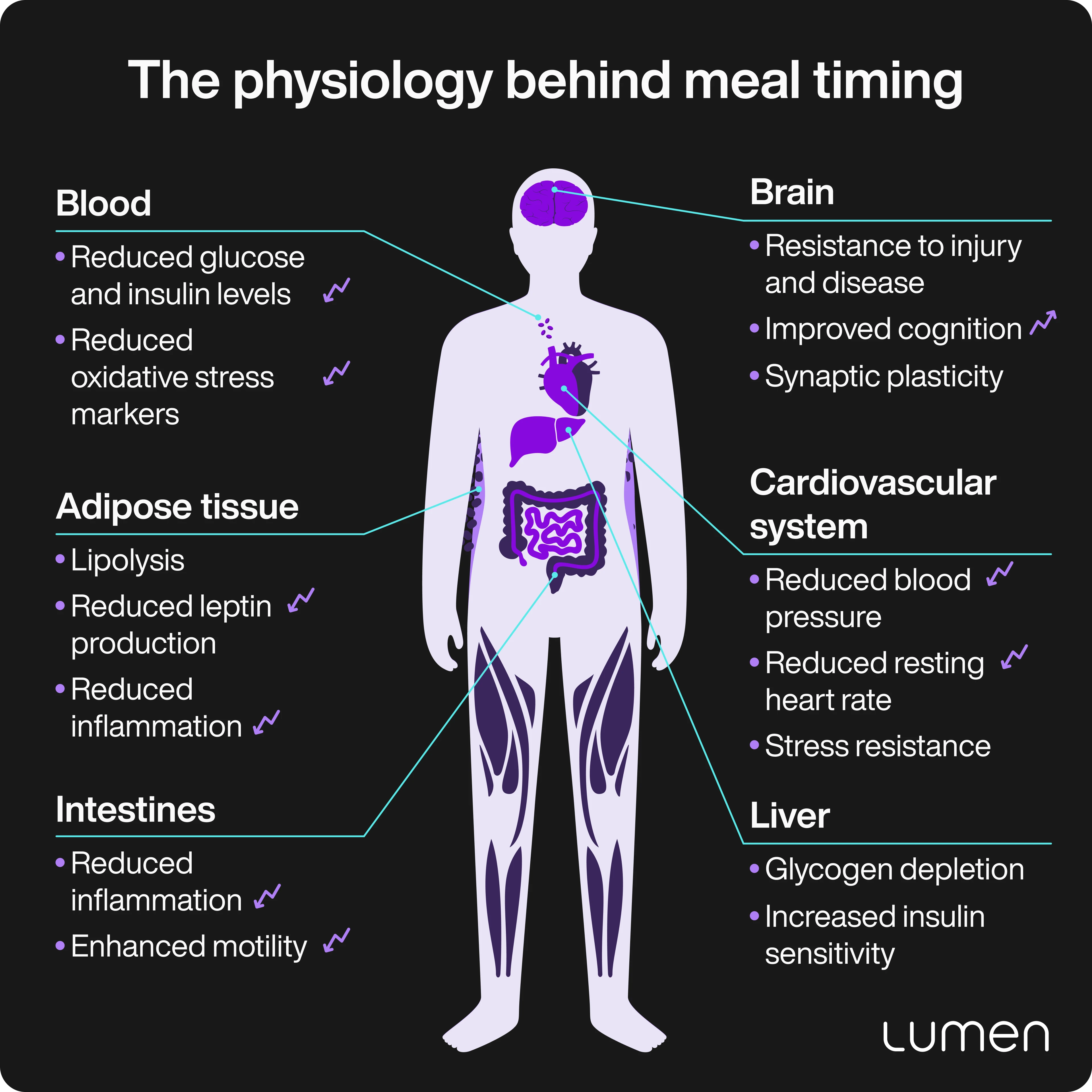 intermittent fasting physiology