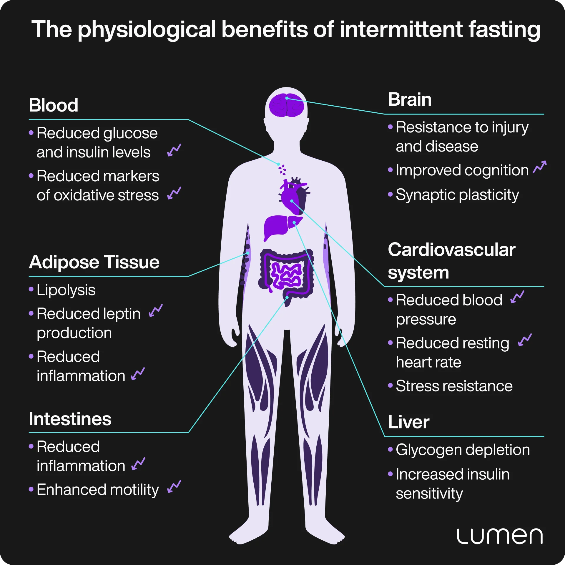 Intermittent Fasting by Body Type Explained - Welltech