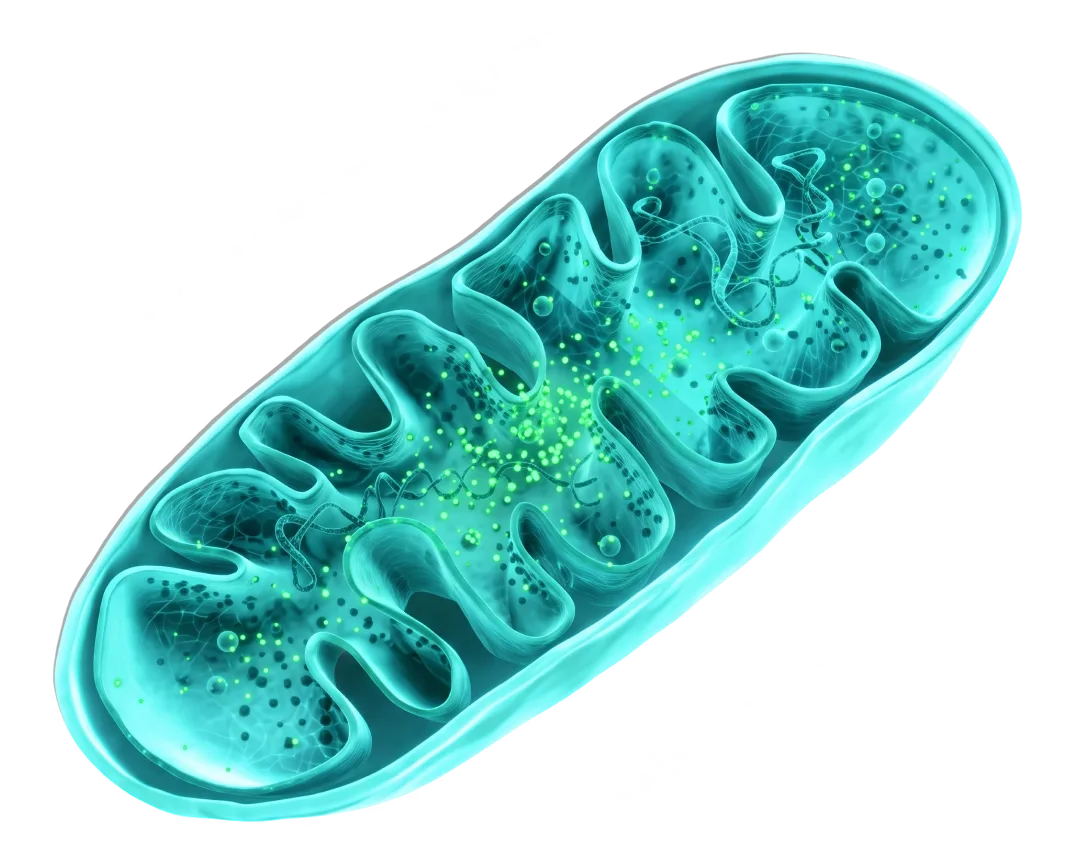 Mitochondrion